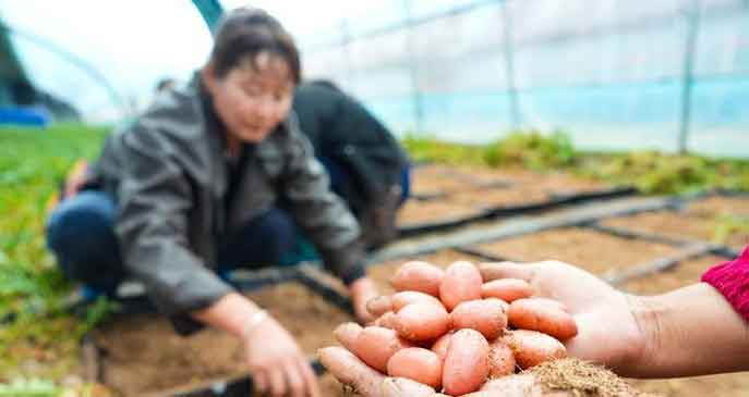 From “Coal Dregs” to “Gold Nuggets”: How China’s Potato Belt is Being Transformed by Cross-Regional Cooperation