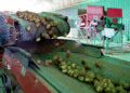 Astrakhan Agri-Enterprise Expands Potato Storage to 38,000 Tons, Boosts Irrigation and Processing