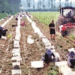 New Potato Harvest Begins in Wenxian County: Technology Ensures Stable Yields