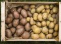 Kamchatka Scientists Hail Success of 40 Russian Potato Varieties