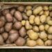 Kamchatka Scientists Hail Success of 40 Russian Potato Varieties