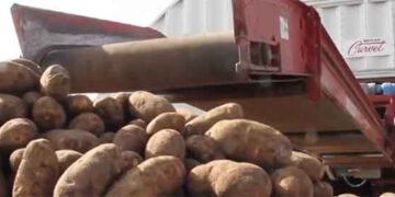 Les producteurs de pommes de terre du nord-ouest du Pacifique font face à une concurrence accrue à l'exportation de la part de la Chine.