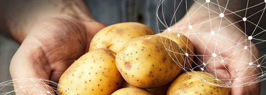 Der globale Markt für Kartoffelverarbeitung wird bis 2033 voraussichtlich ein Volumen von 65.17 Milliarden US-Dollar erreichen.