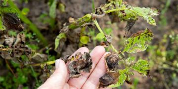Le Royaume-Uni approuve la première variété de pomme de terre de précision, PiperPlus, dotée d'une résistance intégrée aux maladies.