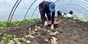 Un conflit éclate en Corée du Sud concernant les variétés de pommes de terre de semence&nbsp;: des agriculteurs font face à des poursuites judiciaires pour propagation non autorisée.