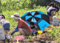 Jeungpyeong’s Weekend Farm Experience: Families Connect with Nature Through Potato Harvest