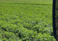 Novgorod Region Kicks Off Trial Potato and Vegetable Harvest with Strong Yield Forecasts