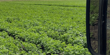 La région de Novgorod lance une récolte d'essai de pommes de terre et de légumes avec des prévisions de rendement solides.