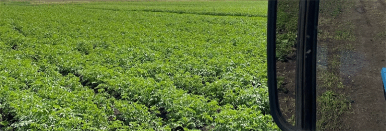 Novgorod Region Kicks Off Trial Potato and Vegetable Harvest with Strong Yield Forecasts