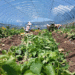 Double-Mulch Potatoes Deliver Record Early Harvest in Qinghai’s Huangzhong District