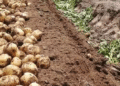 Cheongju City’s Agricultural Mechanization Project: Boosting Productivity and Farmer Incomes