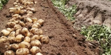 Cheongju City’s Agricultural Mechanization Project: Boosting Productivity and Farmer Incomes