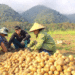 US Atlantic Potatoes Take Root in Vietnamese Mountains, Yielding Millions in Profit Per Plot