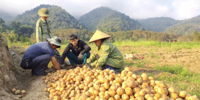 US Atlantic Potatoes Take Root in Vietnamese Mountains, Yielding Millions in Profit Per Plot