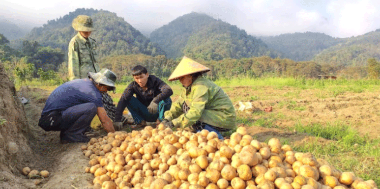 US Atlantic Potatoes Take Root in Vietnamese Mountains, Yielding Millions in Profit Per Plot