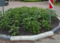 Potatoes Instead of Petunias: Oryol Region Keeps Planting Spuds on Public Flower Beds