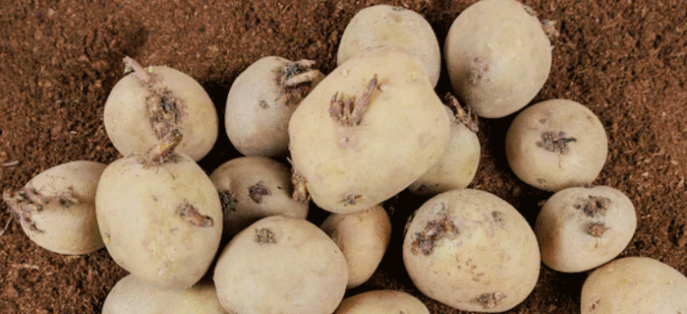 How to Keep Potatoes Fresh Longer: Expert Recommends Refrigeration and Smart Storage Tips 19 How to Keep Potatoes Fresh Longer: Expert Recommends Refrigeration and Smart Storage Tips