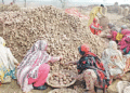 Russia Lifts Potato Import Ban on Punjab, Opening Market for 101 Pakistani Exporters