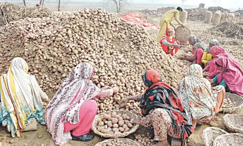 I-Russia Iphakamisa Ukuvinjelwa Kokungeniswa Kwamazambane ePunjab, Ivula Imakethe Yabathumeli Bempahla BasePakistan Abangu-101