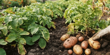 Phytophthora Threatens Potato Crops in Omsk Region with Potential 70% Yield Loss
