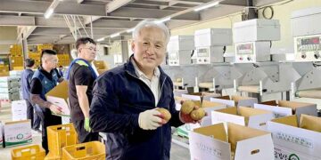Une trieuse de pommes de terre de haute technologie triple la capacité de traitement de la coopérative agricole de Goseong.