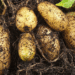 Zimbabwe’s Potato Sector Posts Record Yields but Faces Uphill Battle to Scale Up for Winter Target