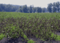 Wisconsin: Late Blight Risk Threshold Exceeded — Growers Advised to Apply Preventative Fungicides