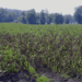 Wisconsin: Late Blight Risk Threshold Exceeded — Growers Advised to Apply Preventative Fungicides
