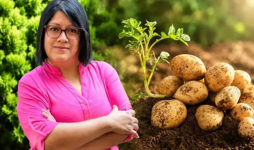 Lotta contro l'anemia nelle Ande: uno scienziato peruviano riceve un riconoscimento a livello mondiale per le patate biofortificate.