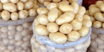 Brazil Potato Prices Decline as Harvest Expands and Productivity Recovers