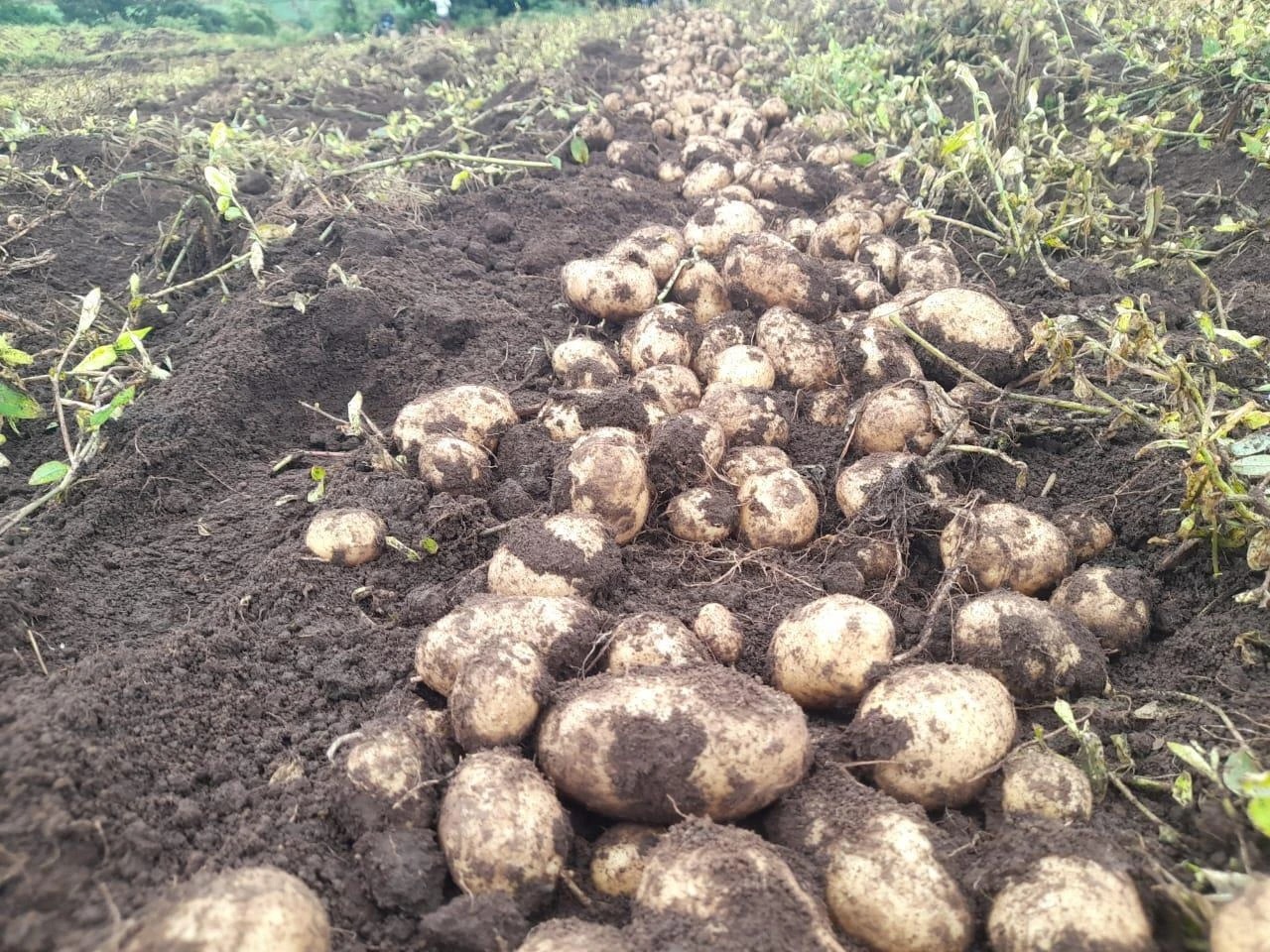 INicaragua: Ukukhiqizwa Kwamazambane ngoJulayi 2026 Kubonisa Izibalo Ezizinzile