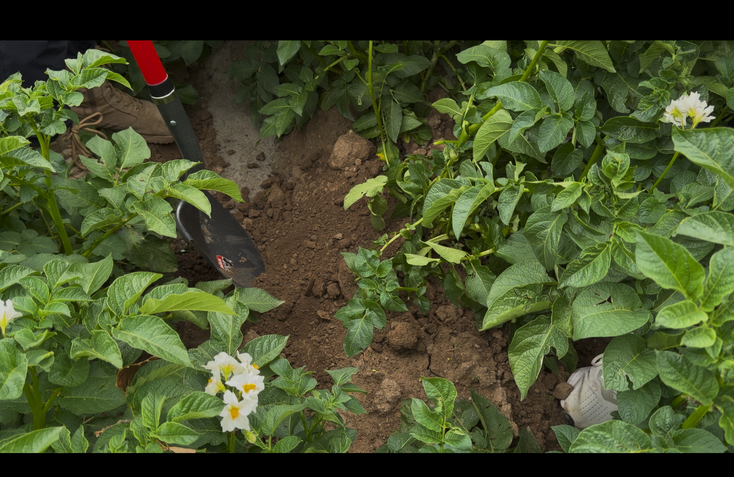 International Potato Tour: A Visit to Farmer Sheshanlo Sherba 2 Снимок экрана — 2026 07 02 в 12.27.43 scaled
