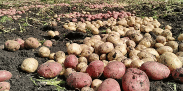 Le Tadjikistan annonce une forte croissance de sa production de pommes de terre et de légumes au premier semestre 2026.