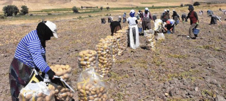 Sandıklı’s Summer Potato Harvest Begins – Black Soil and Two-Month Shelf Life Set the Region Apart