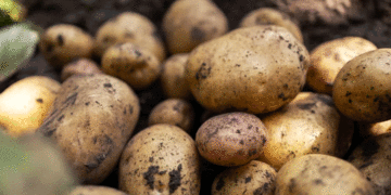 L'origine surprenante de la culture la plus emblématique d'Irlande&nbsp;: les pommes de terre proviennent des Amériques