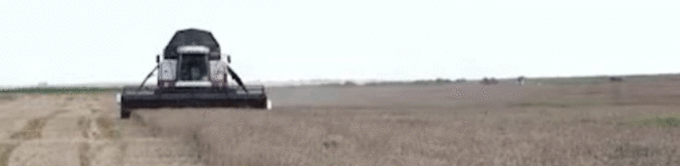Winter Wheat as a Soil Savior: How One Farm Protects Sandy Soils and Boosts Yields