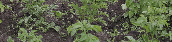 Stop Breaking Your Back on Garden Beds: Scientists in Komi Unlock Soil Biology to Work for You