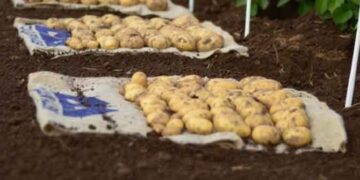 AI-Powered Global Partnership GAIN-RT Aims to Revolutionize Potato and Sweet Potato Breeding