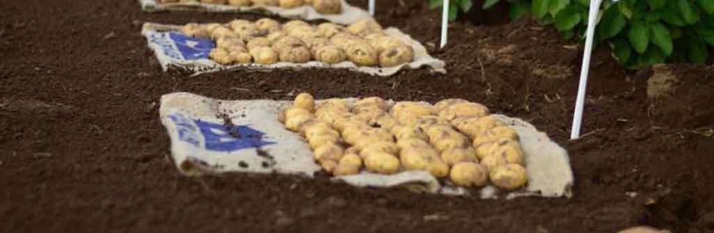 GAIN-RT, una partnership globale basata sull'intelligenza artificiale, punta a rivoluzionare la selezione varietale di patate e patate dolci.