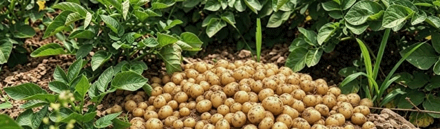 වන්මිං කන්දේ "දකුණු කුඩා අර්තාපල්": ඉහළ උන්නතාංශ කුඩා ප්රභේද විධාන වාරික මිල සාමාන්ය අර්තාපල් වලට වඩා 3–5 ගුණයකින් වැඩිය 43 වන්මිං කන්දේ “දකුණු කුඩා අර්තාපල්”: ඉහළ උන්නතාංශ කුඩා ප්රභේදයේ වාරික මිල සාමාන්ය අර්තාපල් වලට වඩා 3–5 ගුණයකින් වැඩිය.