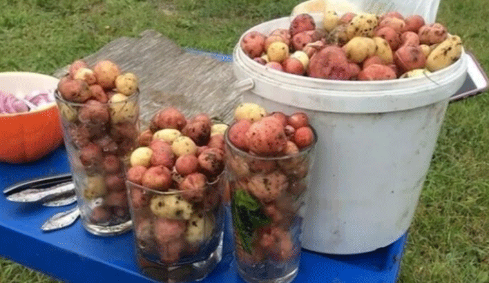 Record Rains Turn Ordinary Ural Potatoes into ‘Elite’ Baby Spuds – But Are They Safe to Eat?