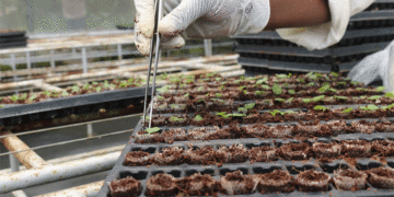 Le Vietnam exporte près de 28 000 plants de pommes de terre de semence vers l'Inde pour une collaboration en matière de recherche.