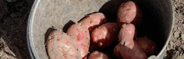 Russia Faces 2.5–3 Million Ton Potato Storage Deficit, Threatening Self-Sufficiency and Market Stability