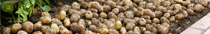 Samara Region Showcases Domestic Potato Breeding Breakthroughs Amid Import Substitution Push