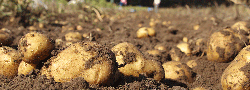 From Novice to Steward: A Young Farmer’s Take on Potato Growing in Russia’s Primorsky Region