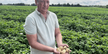 Shatura District Prepares for Seed Potato Harvest Despite Rainy Season