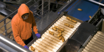 US Tightens Potato Import Rules on Prince Edward Island Amid Renewed Wart Concerns, Growers Push Back