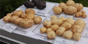 La science sibérienne à l'échelle nationale&nbsp;: des variétés de pommes de terre issues de Krasnoïarsk sont cultivées dans toute la Russie et au-delà.