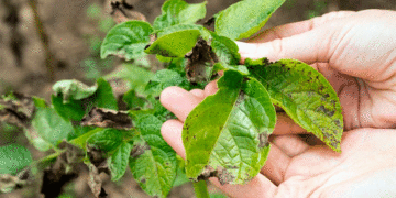 Potato Blight vs. Early Blight: How to Tell Them Apart and Why It Matters for Your Crop
