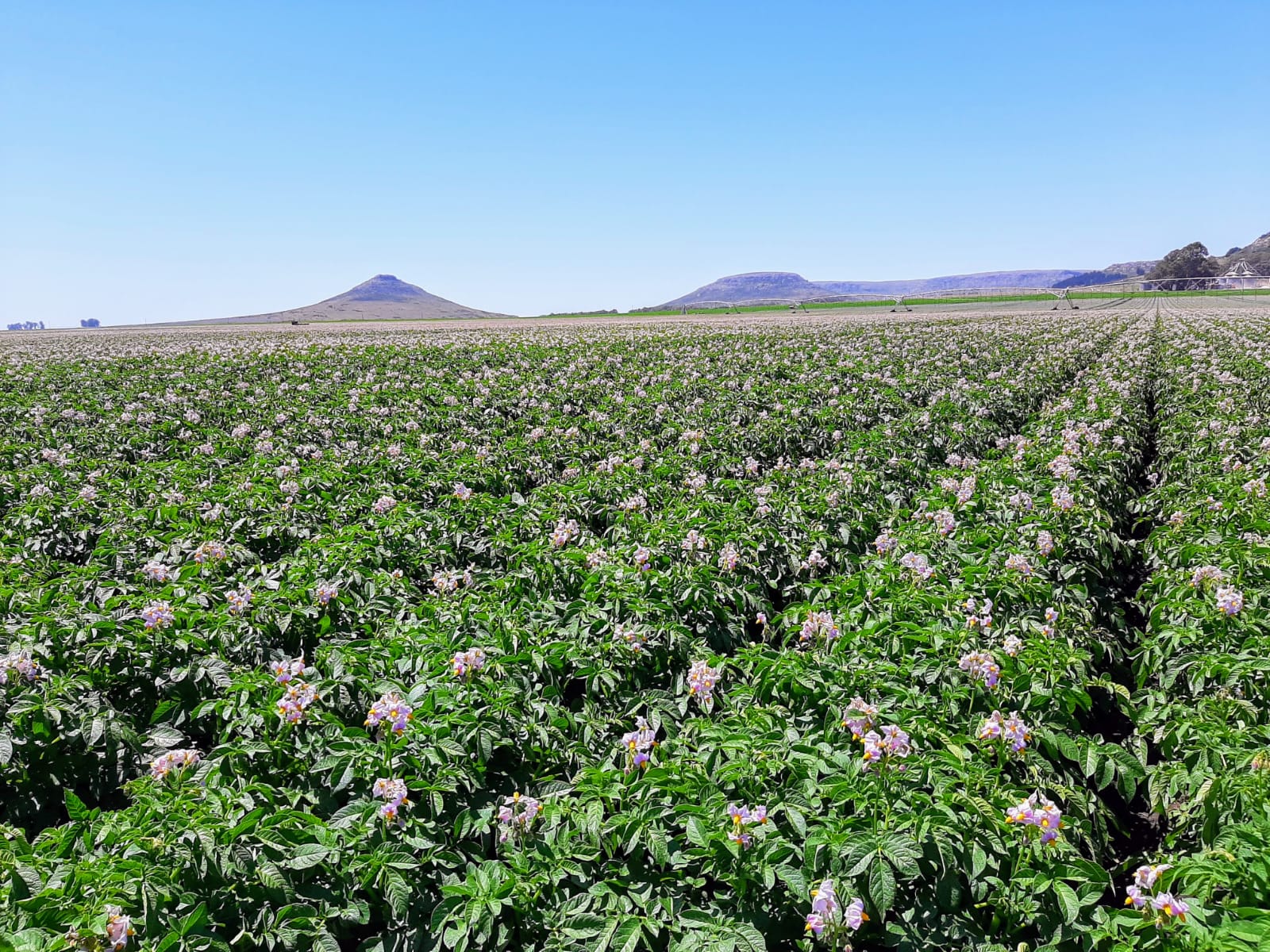 Analisi del mercato globale delle patate: tendenze chiave, sfide e prospettive del settore.